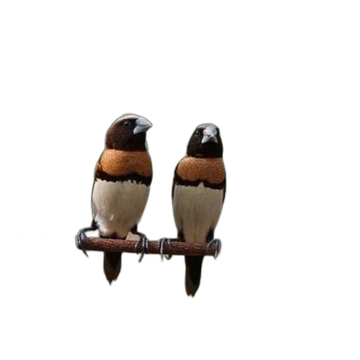 furniture, animal, jewelry, staff transparent PNG cut-out