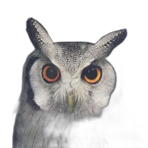 animal, face, mask, staff transparent PNG cut-out