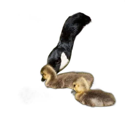 animal, staff, mother, goose transparent PNG cut-out