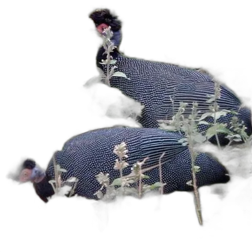 dragon, hat, animal, jacket transparent PNG cut-out