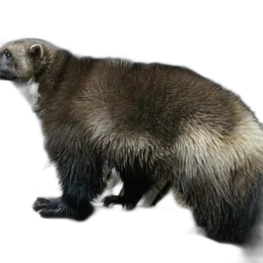 animal, creature, staff, hair transparent PNG cut-out
