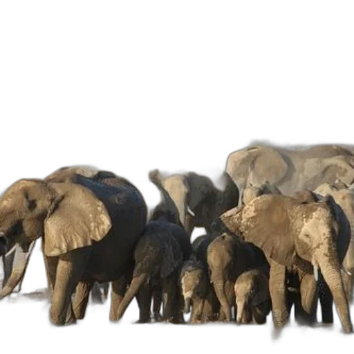 animal, herd, elephants, including transparent PNG cut-out
