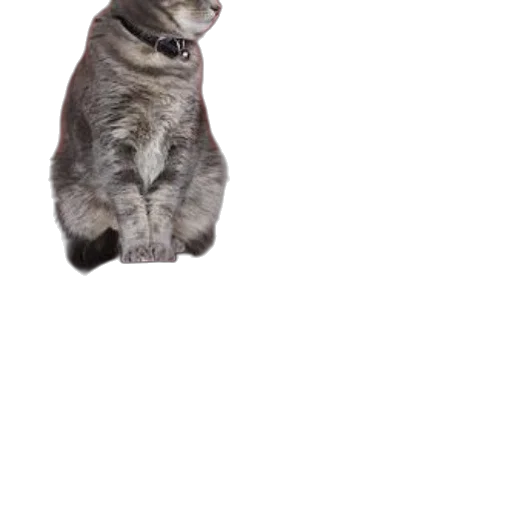 animal, creature, staff, hat transparent PNG cut-out