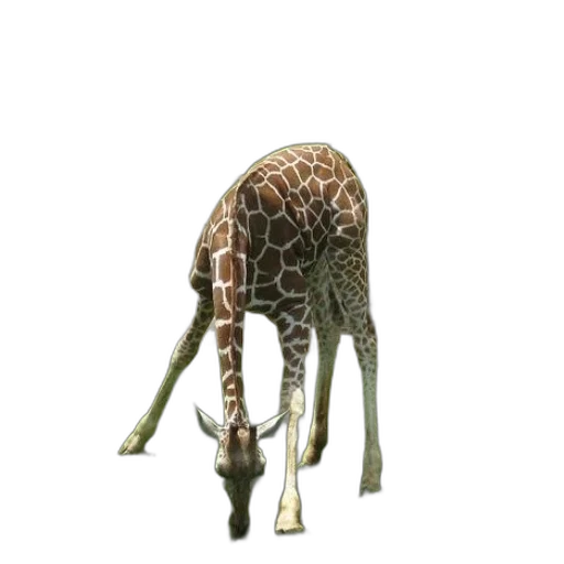 animal, creature, staff, hat transparent PNG cut-out