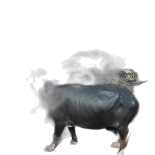dragon, animal, creature, mask transparent PNG cut-out