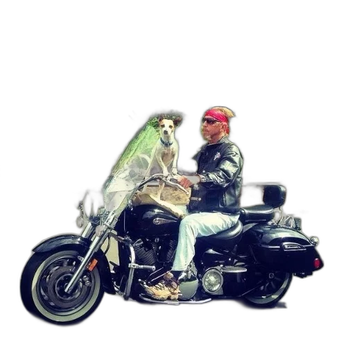 jacket, animal, creature, car transparent PNG cut-out