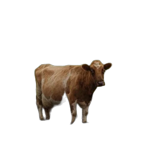 animal, creature, food, face transparent PNG cut-out