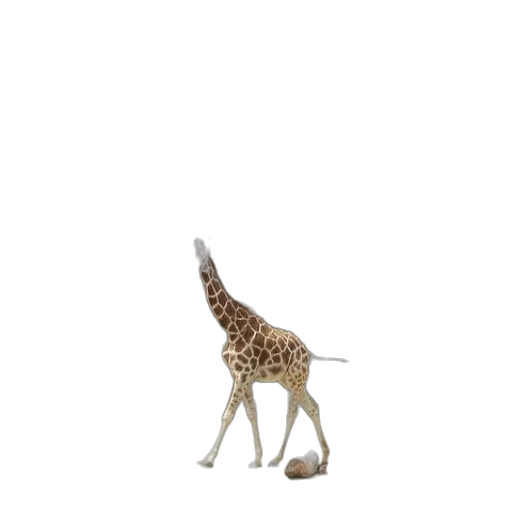 animal, creature, staff, hat transparent PNG cut-out