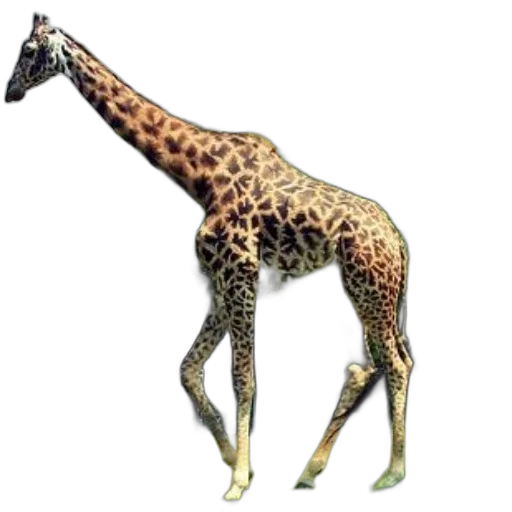 animal, creature, staff, weapon transparent PNG cut-out