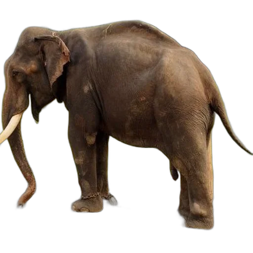 animal, creature, staff, weapon transparent PNG cut-out