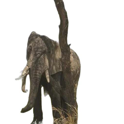 animal, creature, staff, dragon transparent PNG cut-out