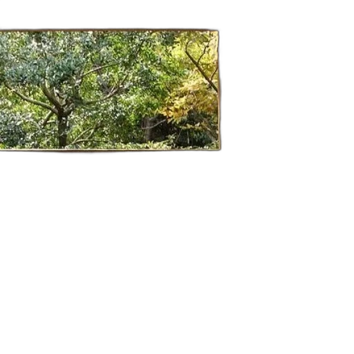 tree, staff, crown, dragon transparent PNG cut-out