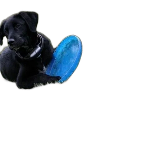animal, creature, shoes, staff transparent PNG cut-out