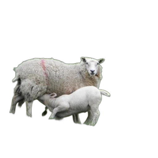 animal, creature, weapon, jewelry transparent PNG cut-out