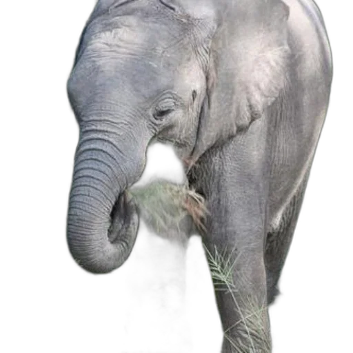 animal, creature, staff, weapon transparent PNG cut-out