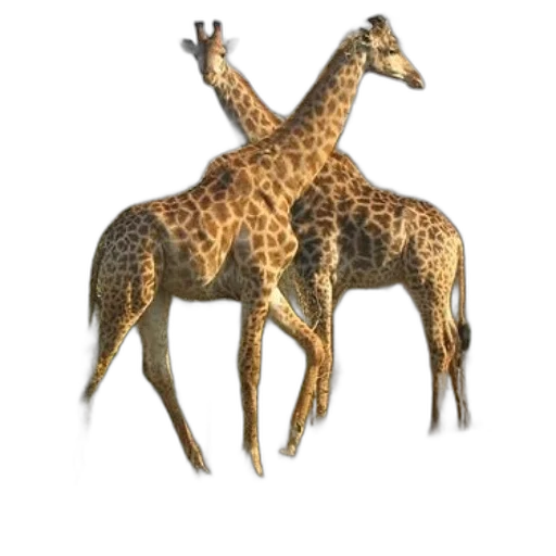 animal, creature, crown, jewelry transparent PNG cut-out