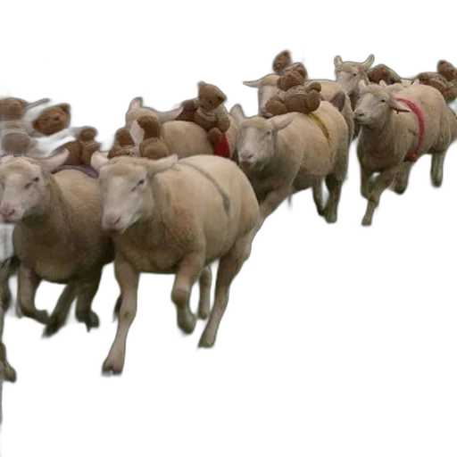 animal, 3d render, group, sheep transparent PNG cut-out