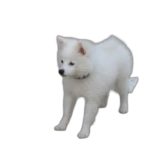 animal, creature, staff, weapon transparent PNG cut-out
