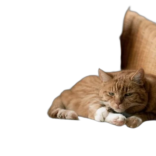 furniture, shoes, animal, photorealistic transparent PNG cut-out