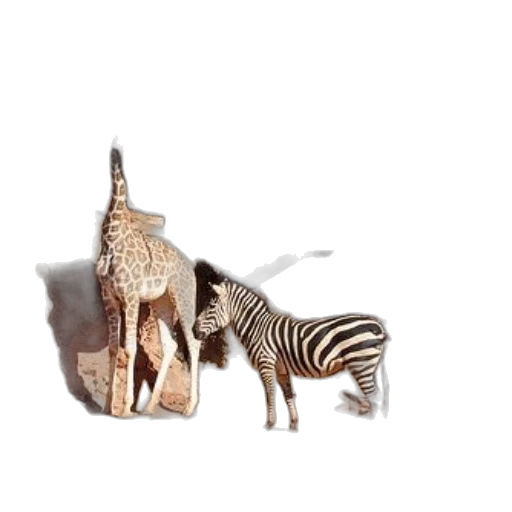 animal, furniture, jewelry, creature transparent PNG cut-out