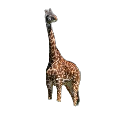 animal, creature, staff, hat transparent PNG cut-out