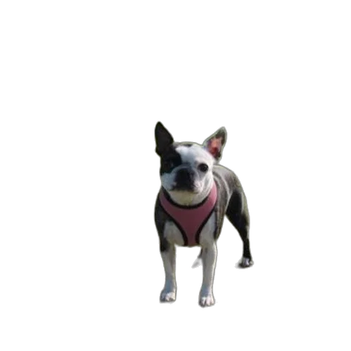 animal, staff, creature, jewelry transparent PNG cut-out