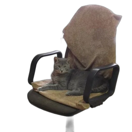 hat, furniture, animal, car transparent PNG cut-out