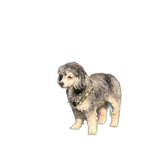 animal, creature, staff, weapon transparent PNG cut-out