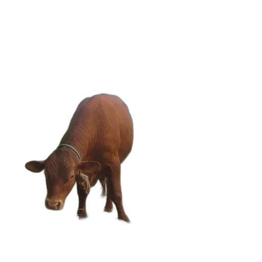 animal, creature, food, face transparent PNG cut-out