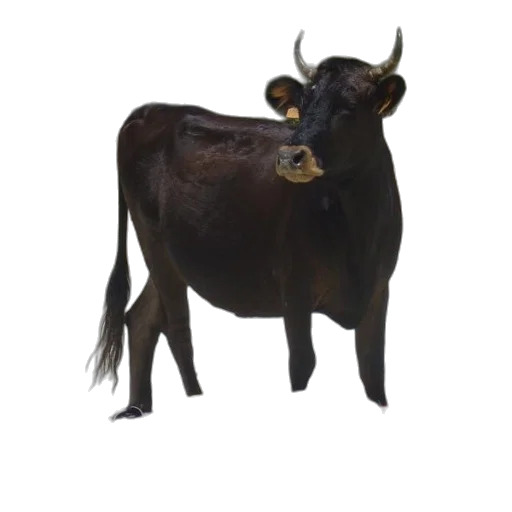 animal, crown, jewelry, staff transparent PNG cut-out