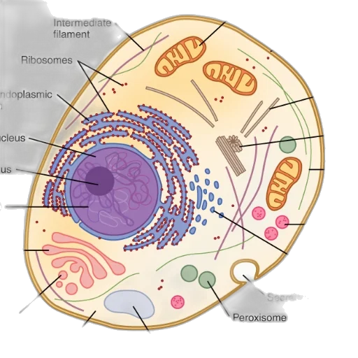 detailed, diagram, animal, cell transparent PNG cut-out