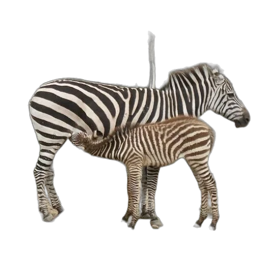 animal, creature, furniture, staff transparent PNG cut-out