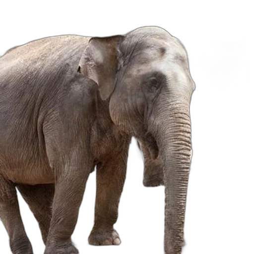 animal, creature, photorealistic, 3d render transparent PNG cut-out