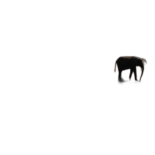 animal, creature, furniture, hair transparent PNG cut-out
