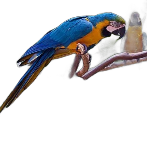animal, staff, jewelry, food transparent PNG cut-out