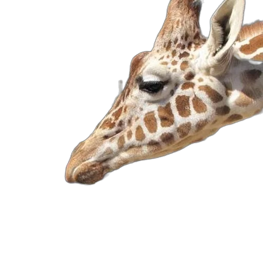 animal, creature, face, mask transparent PNG cut-out