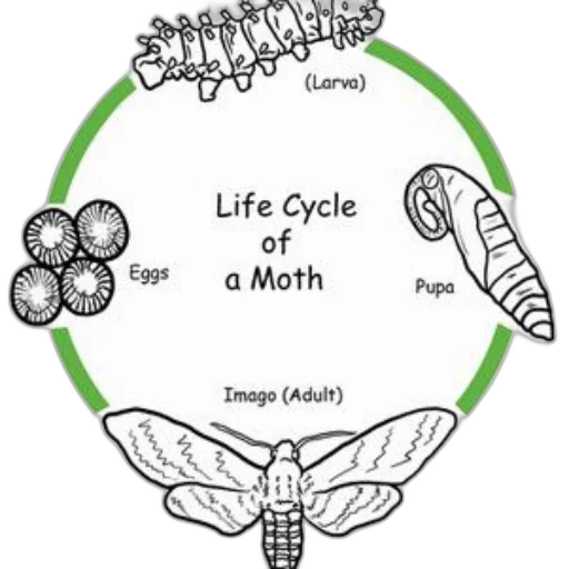 diagram, illustrating, life, cycle transparent PNG cut-out