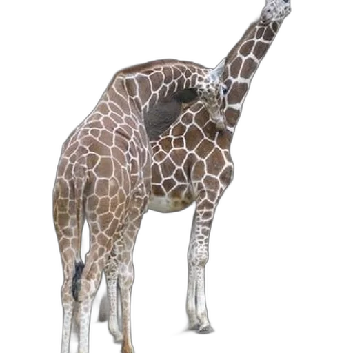 animal, creature, staff, jewelry transparent PNG cut-out