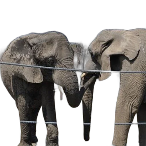 animal, two, elephants, interact transparent PNG cut-out