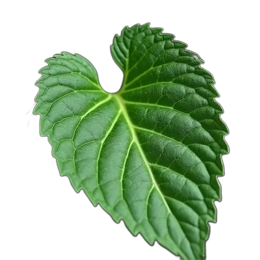 food, crown, tree, flower transparent PNG cut-out