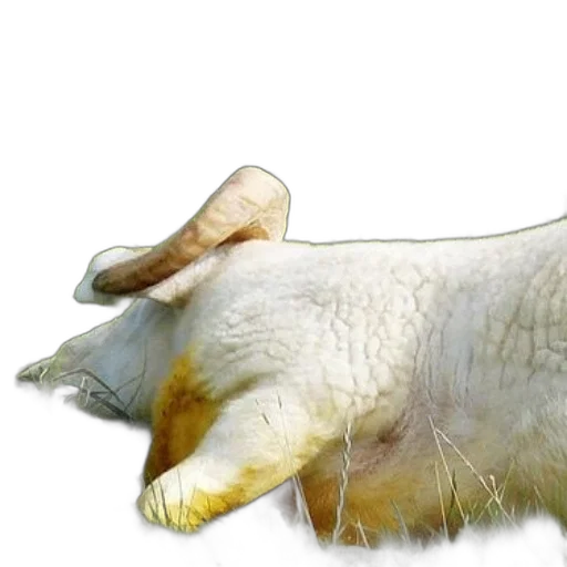 animal, creature, food, hair transparent PNG cut-out