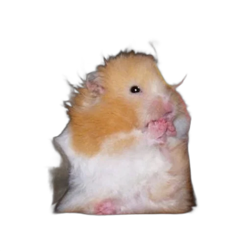 animal, creature, food, face transparent PNG cut-out