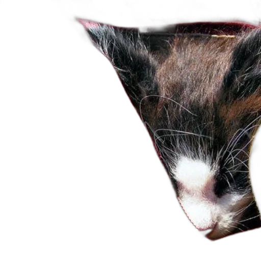 hat, animal, mask, crown transparent PNG cut-out