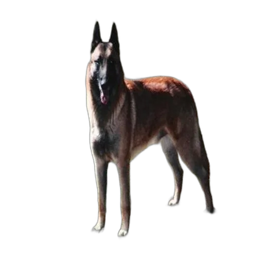animal, creature, staff, face transparent PNG cut-out
