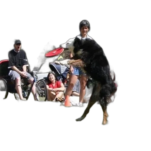 animal, creature, staff, dragon transparent PNG cut-out