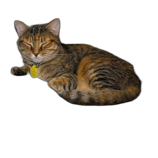 staff, animal, jewelry, creature transparent PNG cut-out