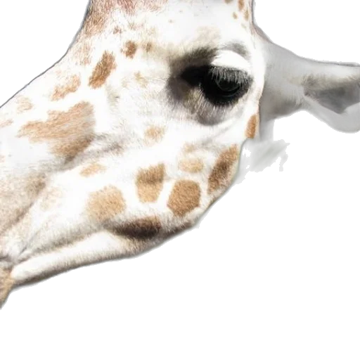 animal, mask, creature, face transparent PNG cut-out