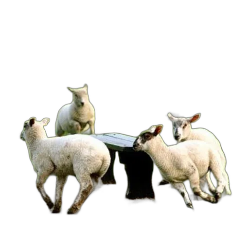 furniture, animal, food, staff transparent PNG cut-out