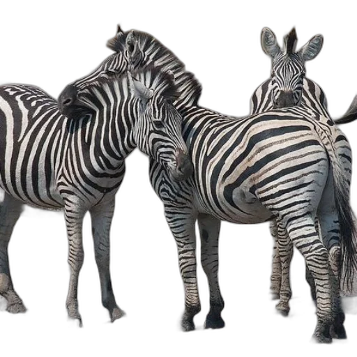 animal, creature, 3d render, photorealistic transparent PNG cut-out