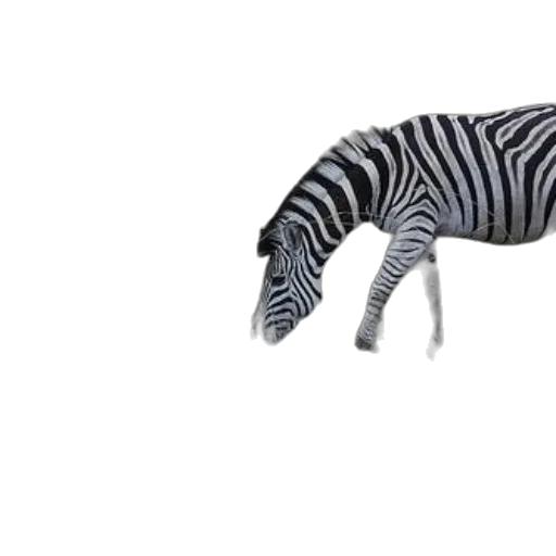 animal, creature, hat, shoes transparent PNG cut-out